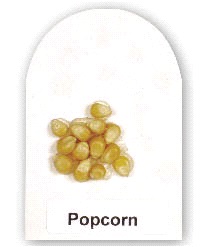one dozen kernels of unpopped popcorn adhered to the center of the card