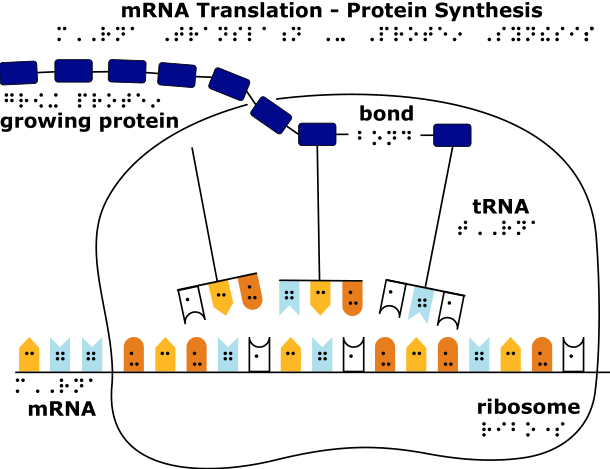 mRNA Translation - Protein Synthesis graphic shows an mRNA molecule with six codons associated with a ribosome. Three tRNA molecules with corresponding anti-codons are shown lined up with three of the mRNA codons. A growing chain of amino acids is shown at the top part of the graphic.