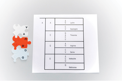 Photograph of three linked mRNA nucleotide subunits (AUG) next to the A sheet of the Genetic Code Large Print Braille product.