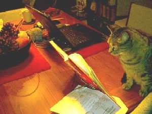 Nikki the cat studies a textbook